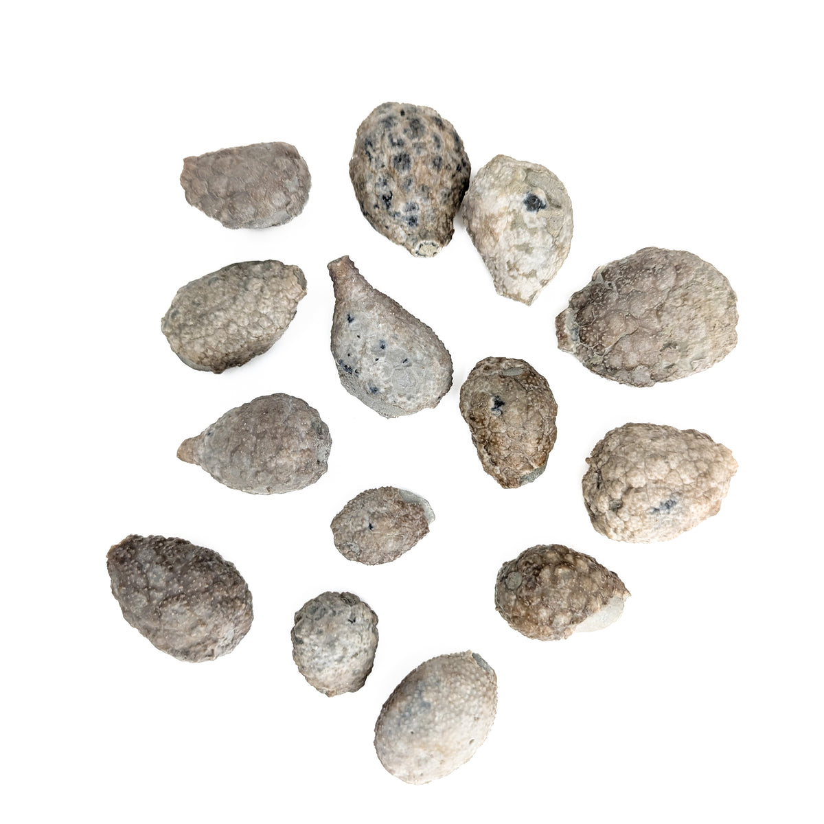 Cystoid fossil from Osgood Shale, Napoleon, Indiana, USA, Osgood Formation, Llandovery–Wenlock.