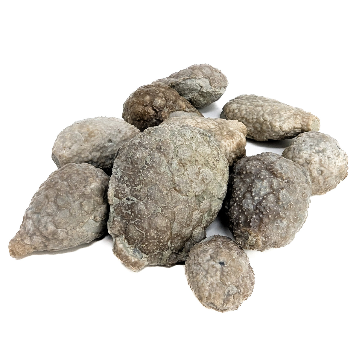 Cystoid fossil from Osgood Shale, Napoleon, Indiana, USA, Osgood Formation, Llandovery–Wenlock.
