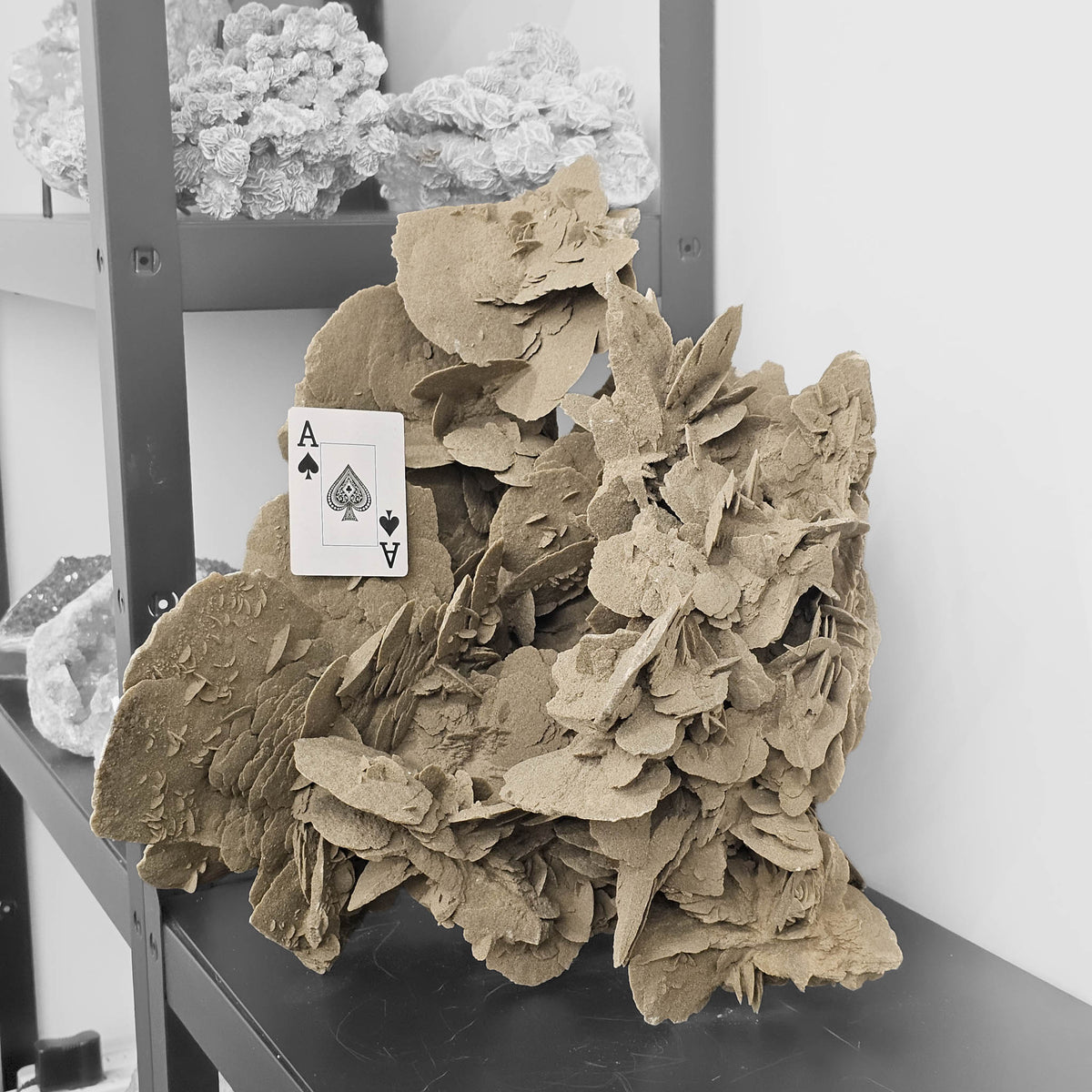 Desert Rose (Gypsum) statement specimen.