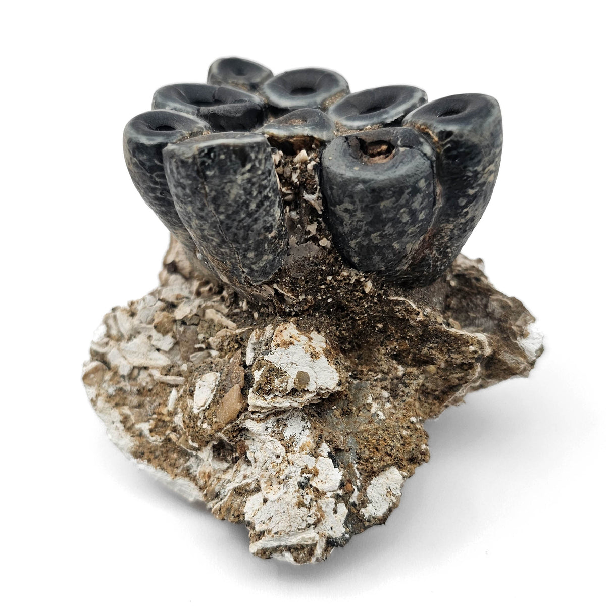 Desmostylus Tooth fossil specimen, Temblor Formation, Middle Miocene.