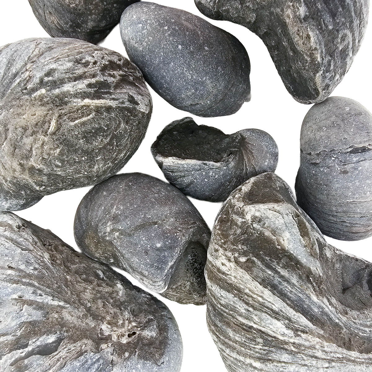 Devil's Toenail (Gryphaea) oyster fossil from Yorkshire, England.