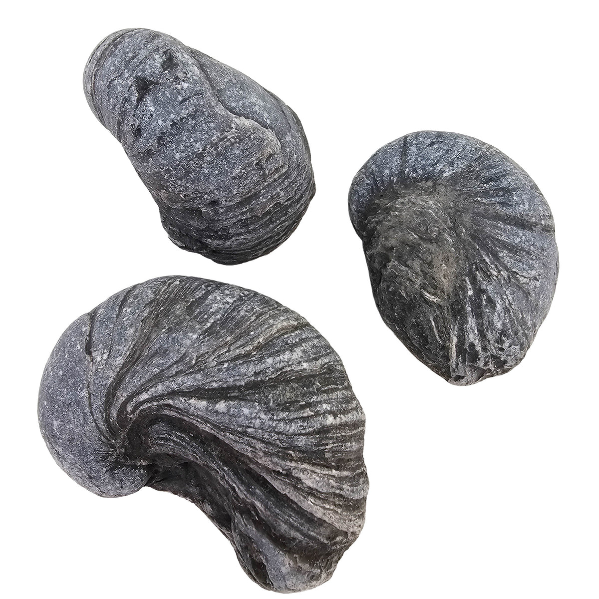 Devil's Toenail (Gryphaea) oyster fossil from Yorkshire, England.