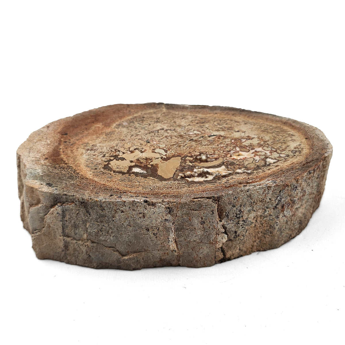 Dinosaur Bone Cross-Section fossil specimen from Morrison Formation, Utah, USA, Late Jurassic.