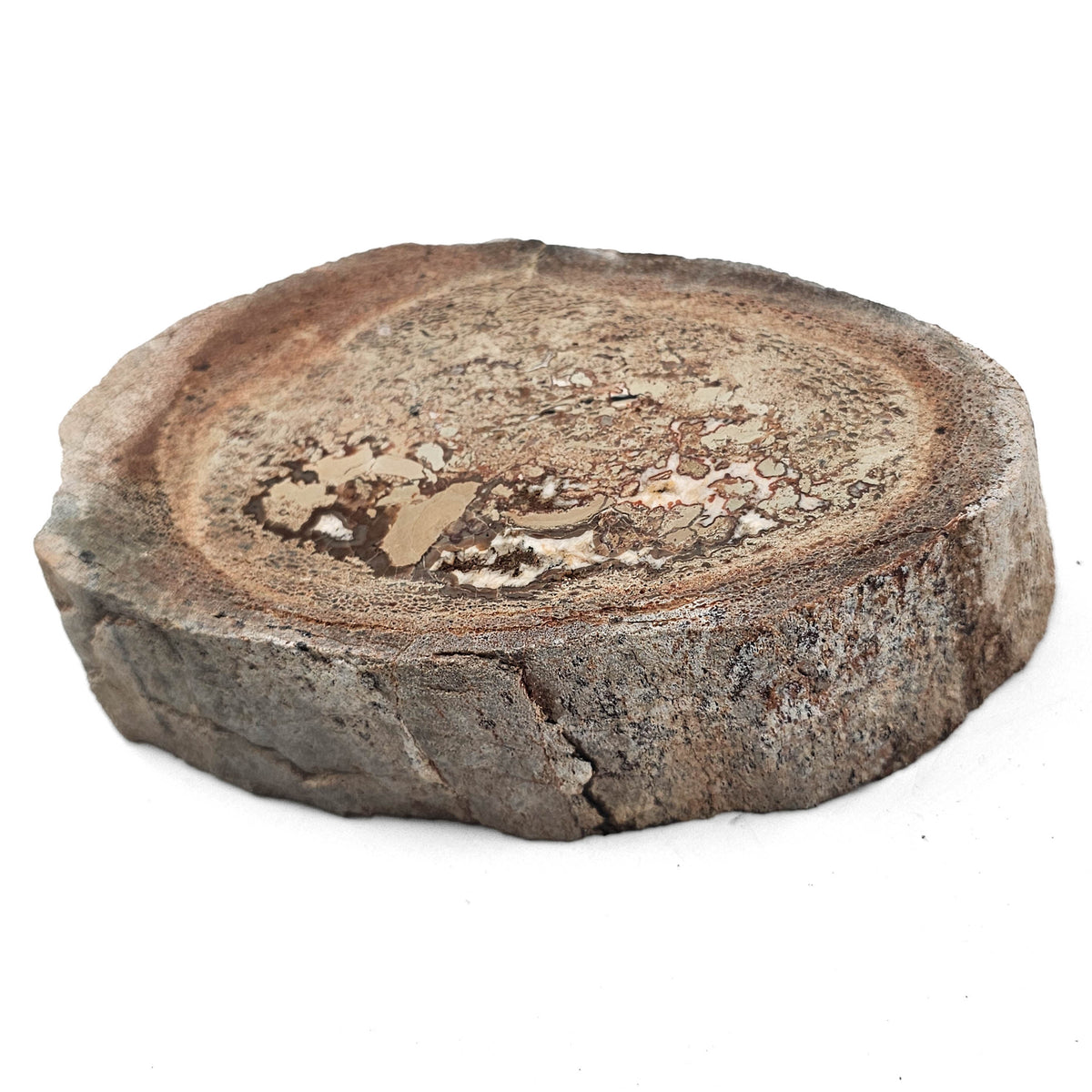Dinosaur Bone Cross-Section fossil specimen from Morrison Formation, Utah, USA, Late Jurassic.