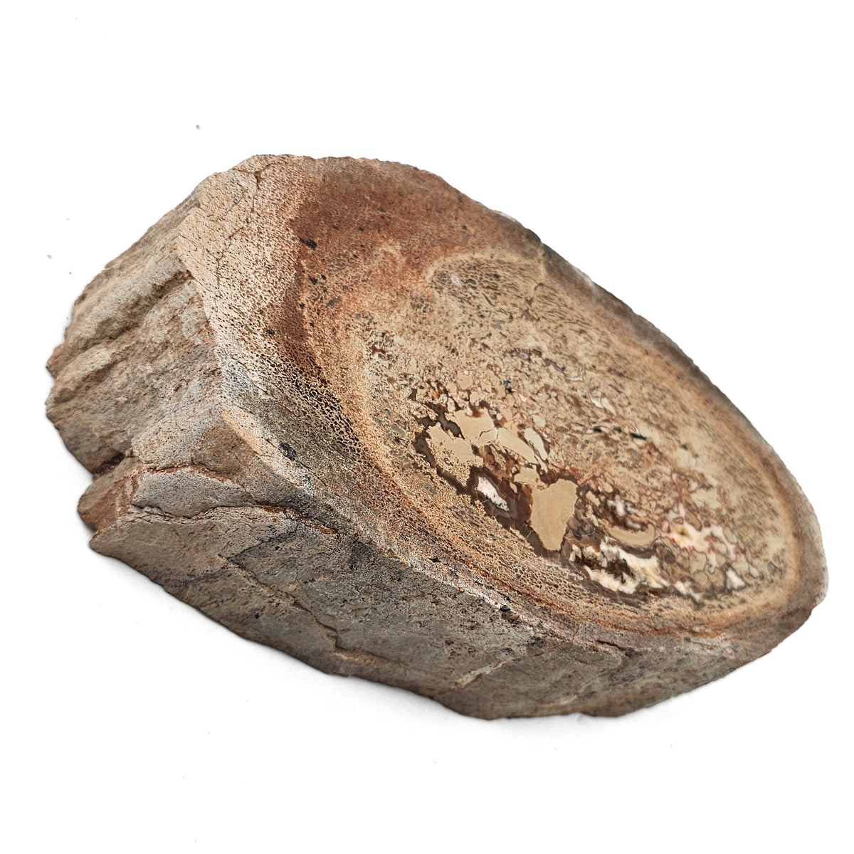 Dinosaur Bone Cross-Section fossil specimen from Morrison Formation, Utah, USA, Late Jurassic.