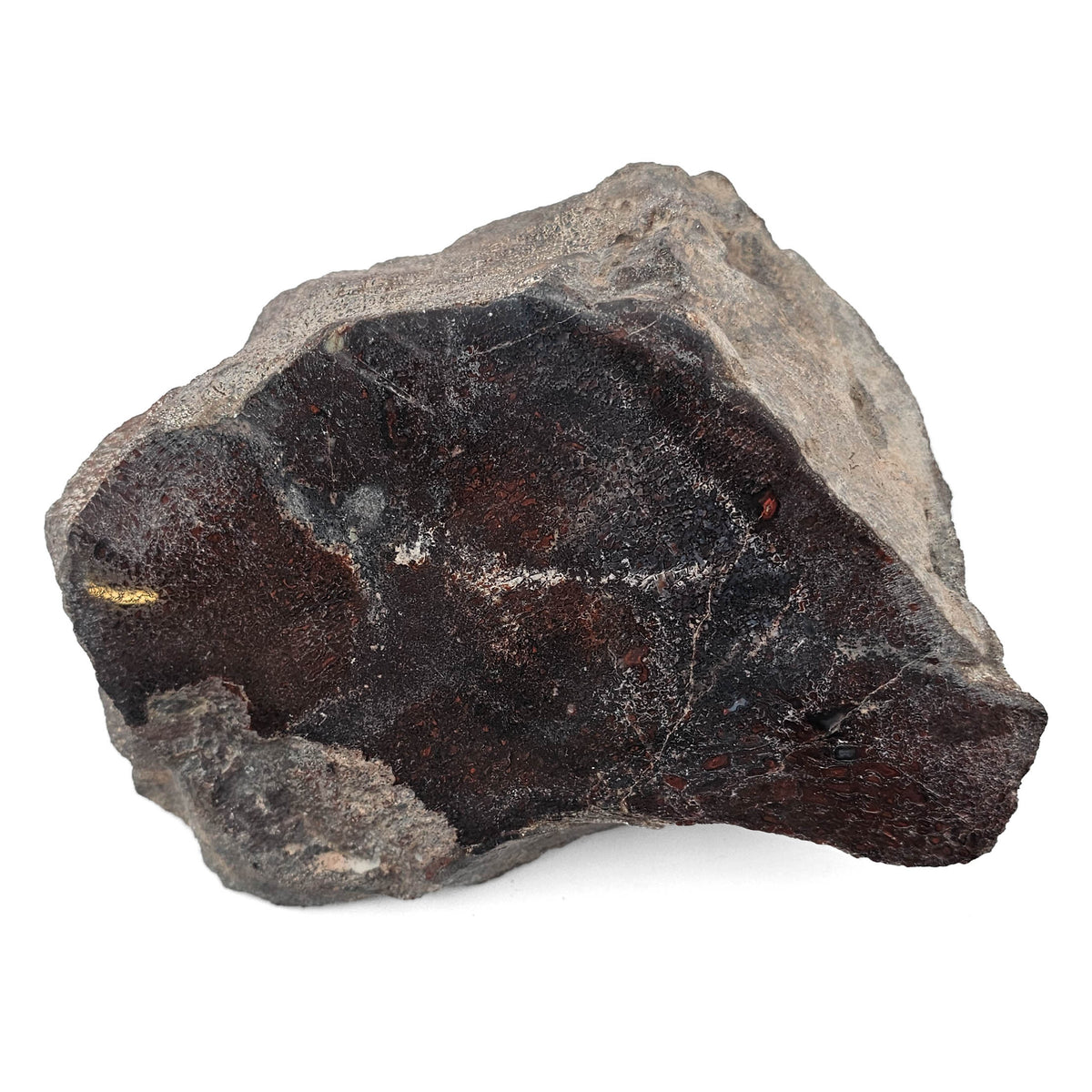 Dinosaur Bone Fragment fossil specimen from Morrison Formation, Utah, USA, Late Jurassic.
