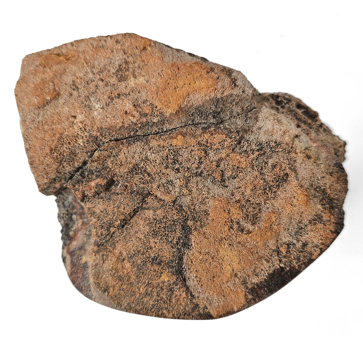 Dinosaur Bone Fragment fossil specimen from Morrison Formation, Utah, USA, Late Jurassic.