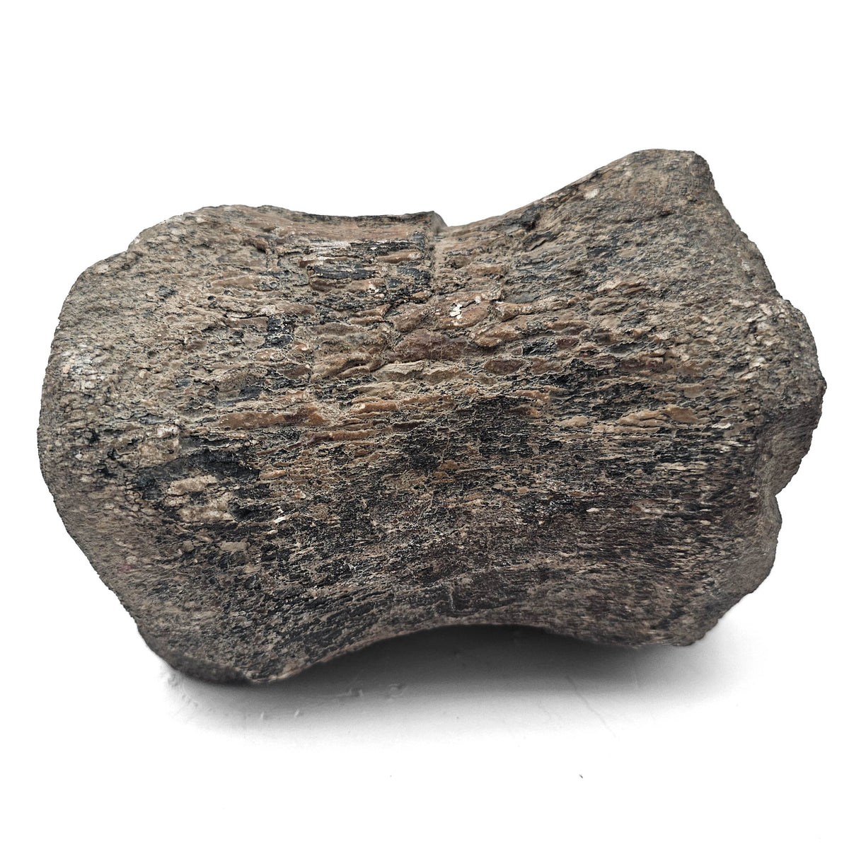 Dinosaur Bone Vertebra fossil specimen from Morrison Formation, Utah, USA, Late Jurassic.