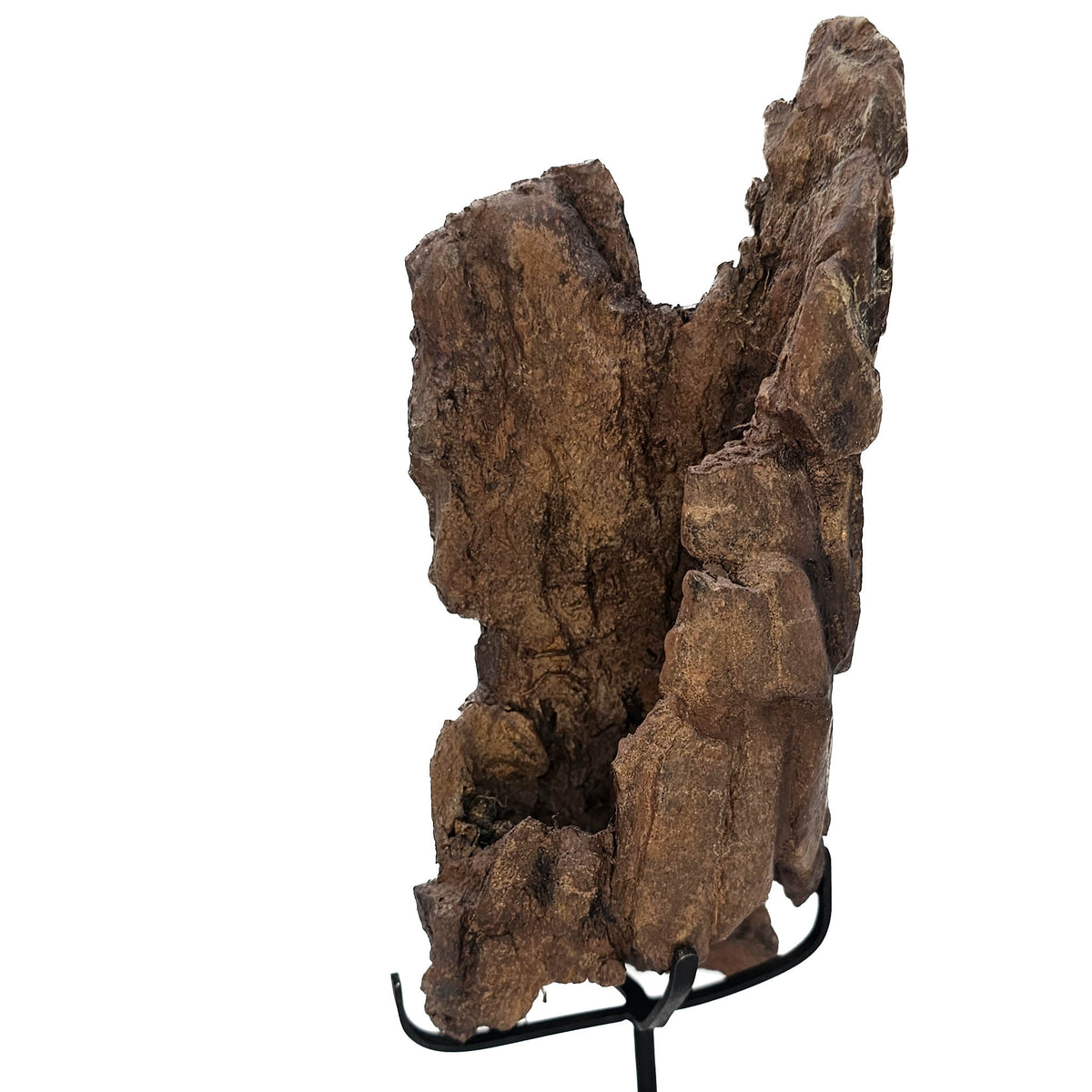 Tyrannosaurus Rex Bone Fragment fossil specimen from Hell Creek Formation, South Dakota, USA, Late Maastrichtian.