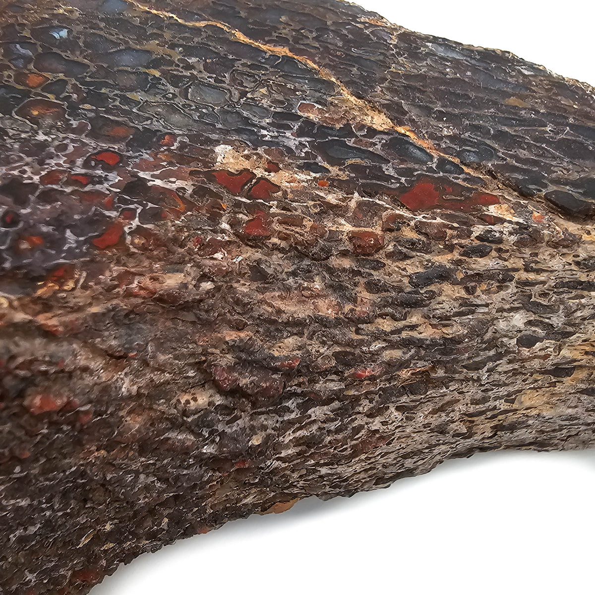 Dinosaur Bone Fragment fossil specimen from Morrison Formation, Utah, USA, Late Jurassic.