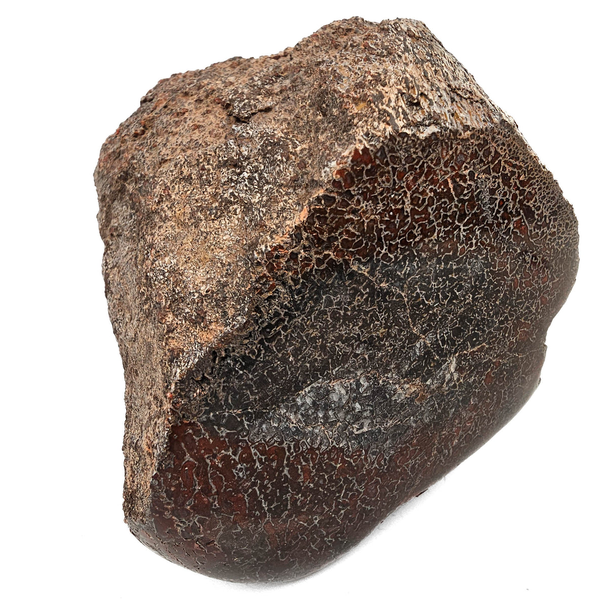 Dinosaur Bone Fragment fossil specimen from Morrison Formation, Utah, USA, Late Jurassic.