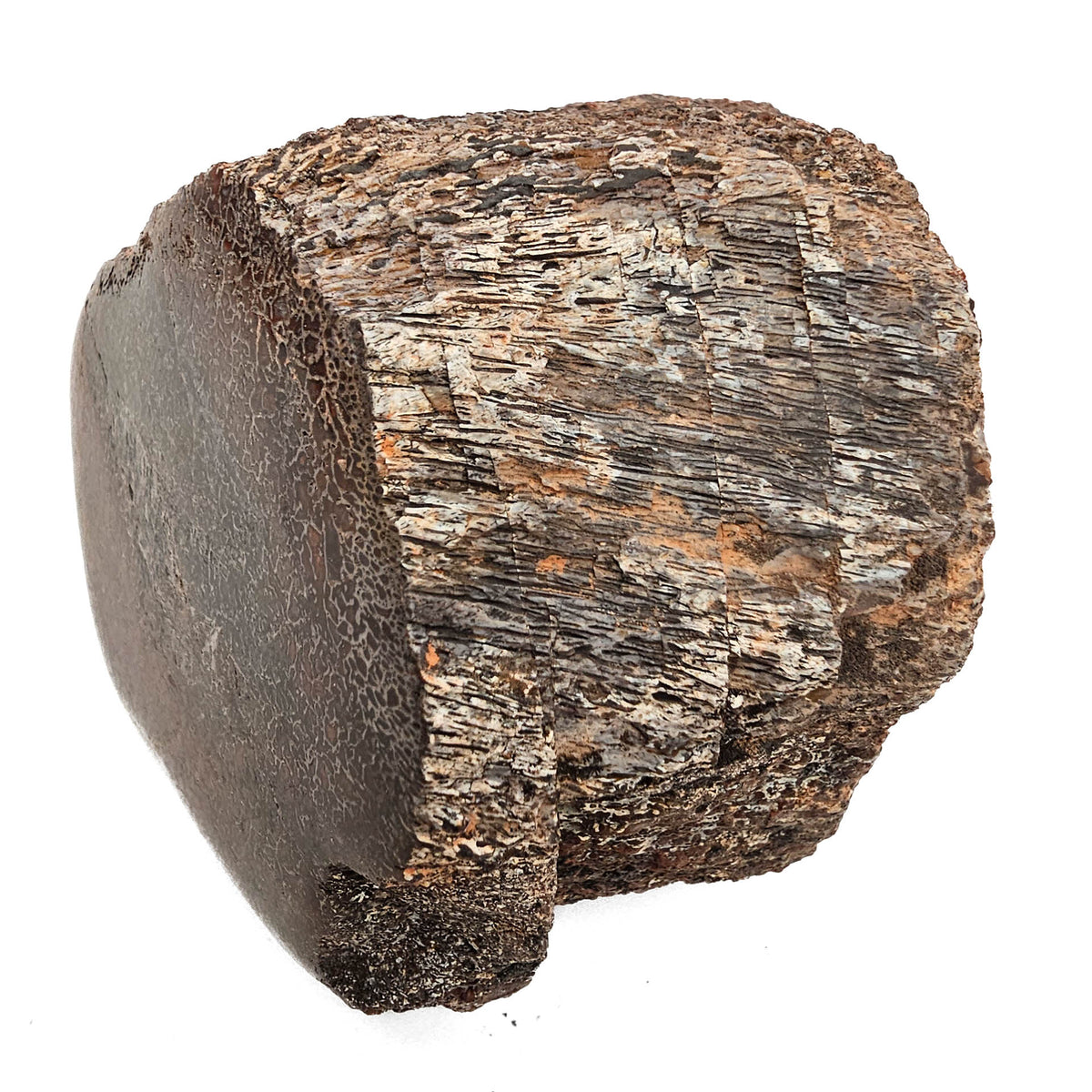 Dinosaur Bone Fragment fossil specimen from Morrison Formation, Utah, USA, Late Jurassic.