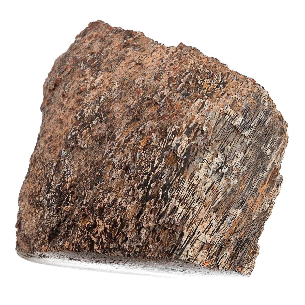 Dinosaur Bone Fragment fossil specimen from Morrison Formation, Utah, USA, Late Jurassic.