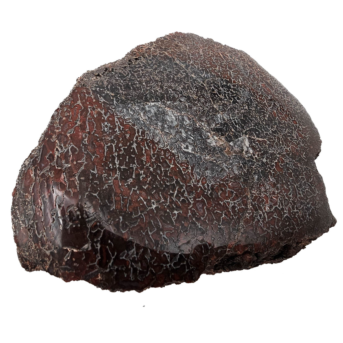 Dinosaur Bone Fragment fossil specimen from Morrison Formation, Utah, USA, Late Jurassic.