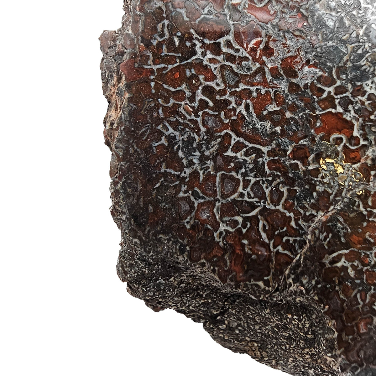 Dinosaur Bone Fragment fossil specimen from Morrison Formation, Utah, USA, Late Jurassic.