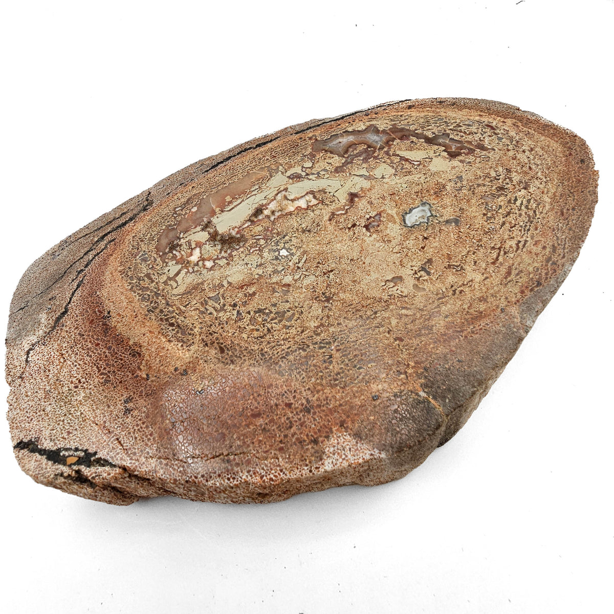 Dinosaur Bone Cross-Section fossil specimen from Morrison Formation, Utah, USA, Late Jurassic.