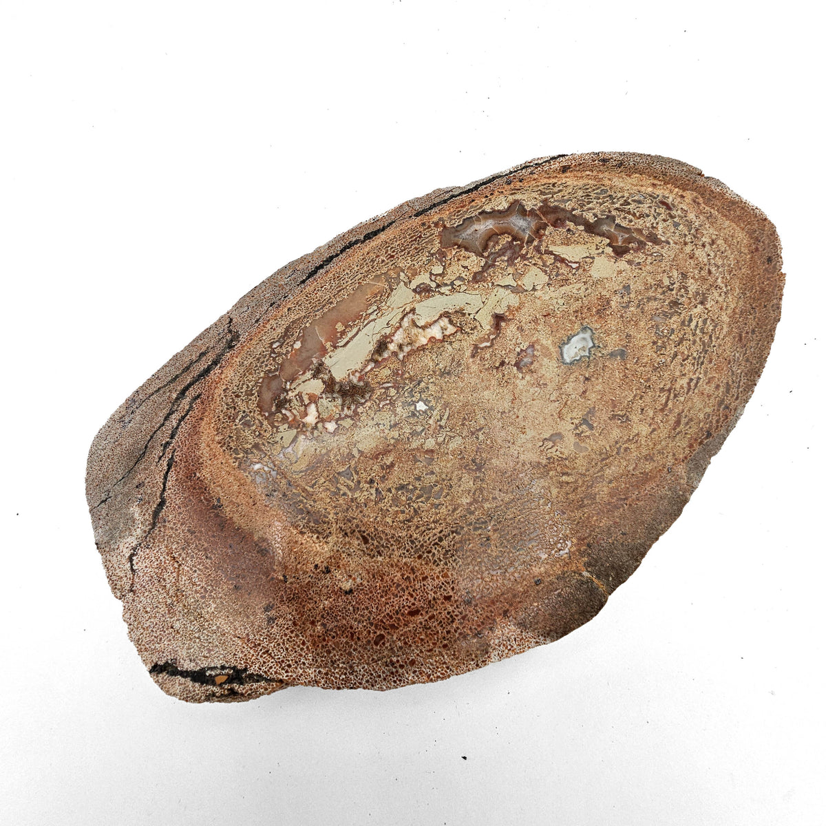 Dinosaur Bone Cross-Section fossil specimen from Morrison Formation, Utah, USA, Late Jurassic.