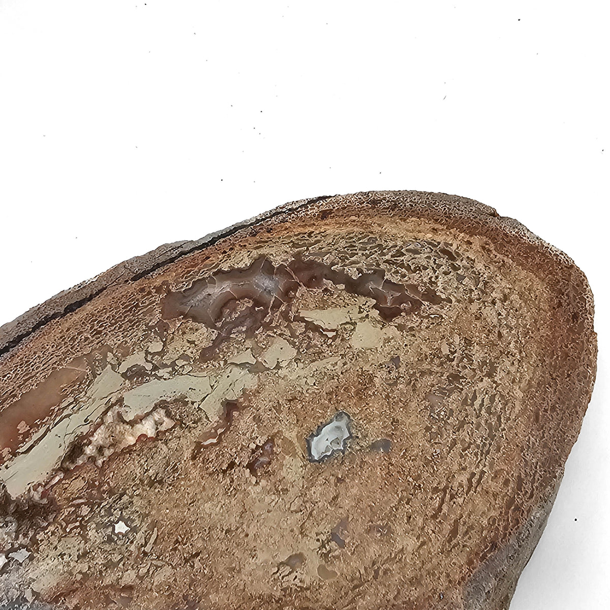 Dinosaur Bone Cross-Section fossil specimen from Morrison Formation, Utah, USA, Late Jurassic.