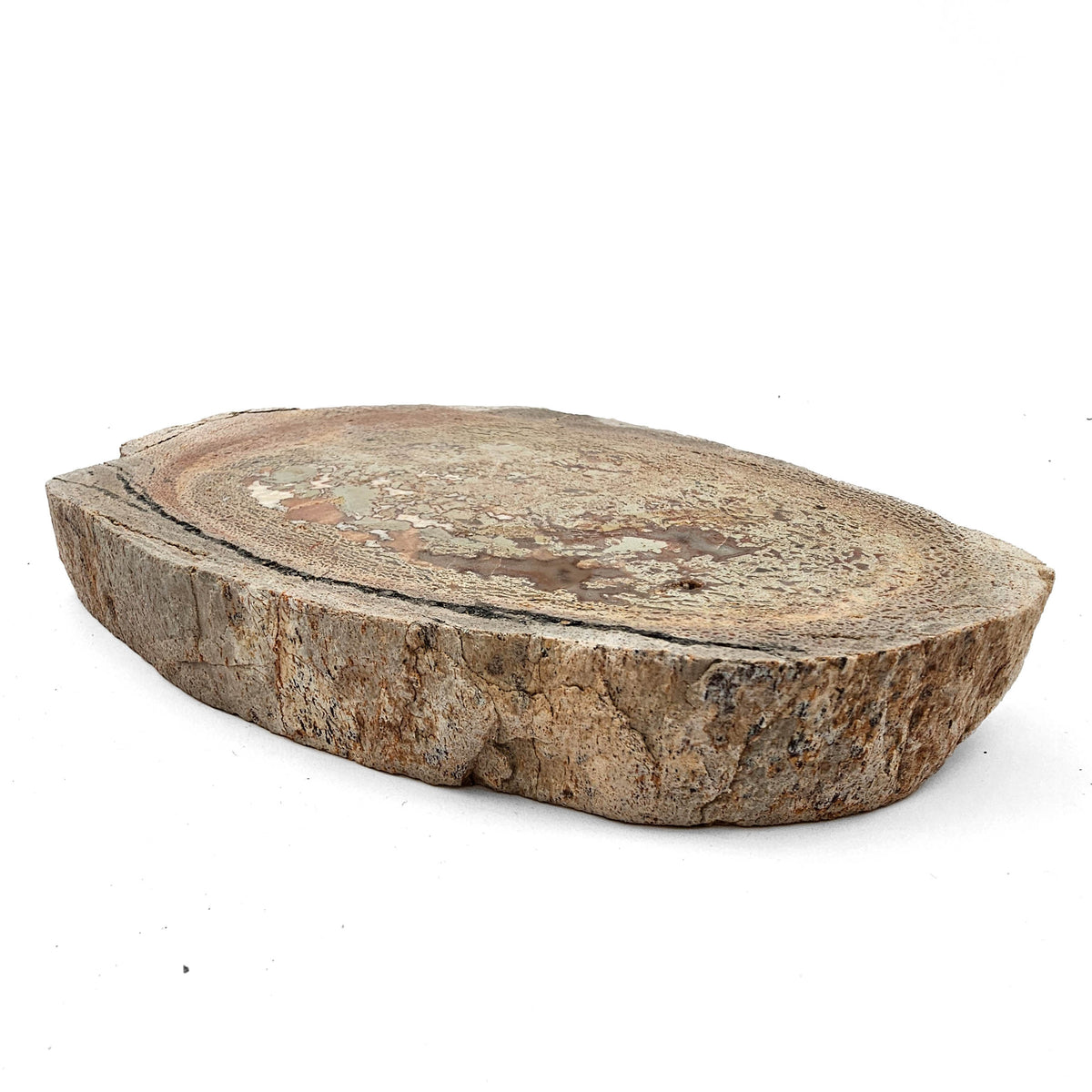 Dinosaur Bone Cross-Section fossil specimen from Morrison Formation, Utah, USA, Late Jurassic.