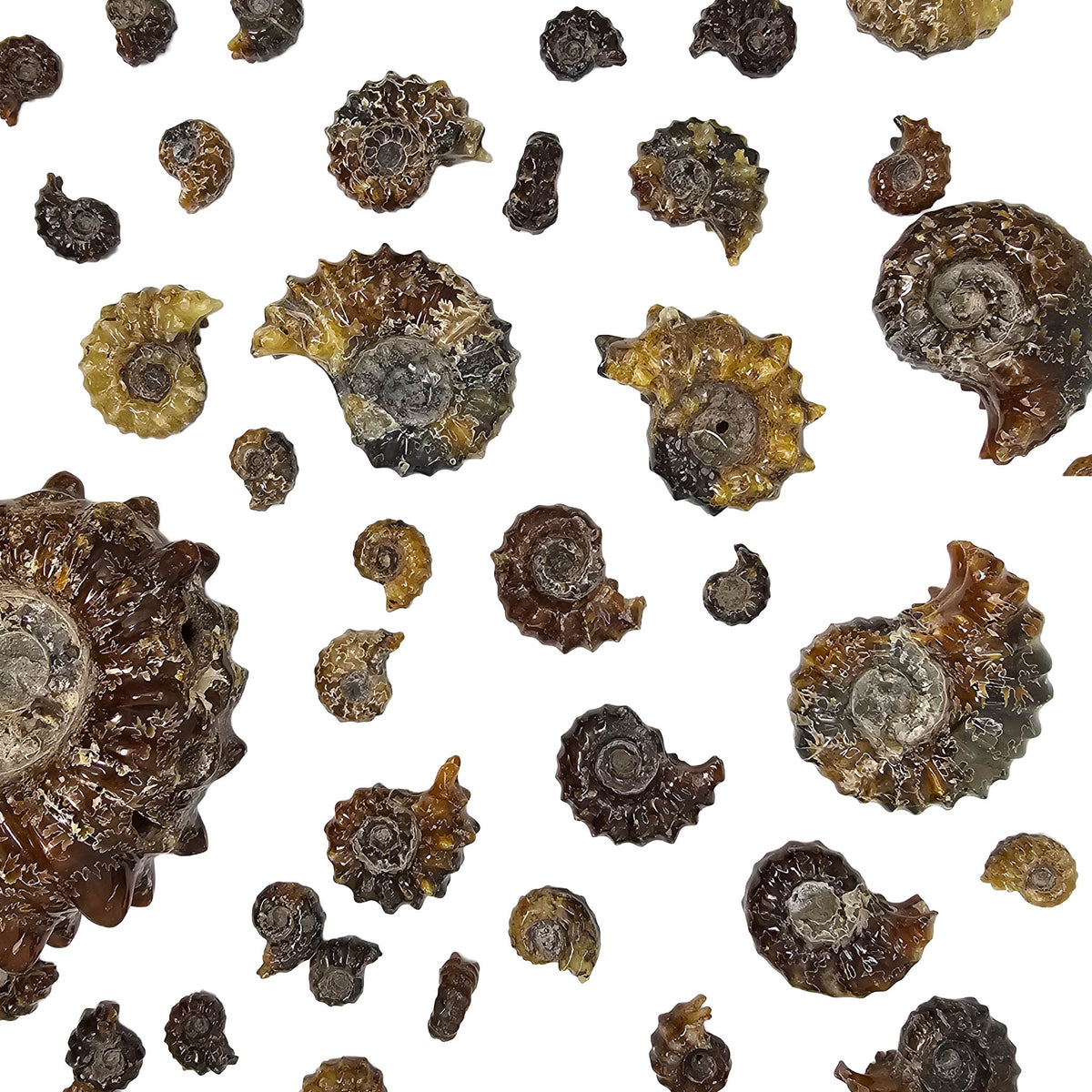 Douvilleiceras - Ammonite - Carved - Polished - Madagascar