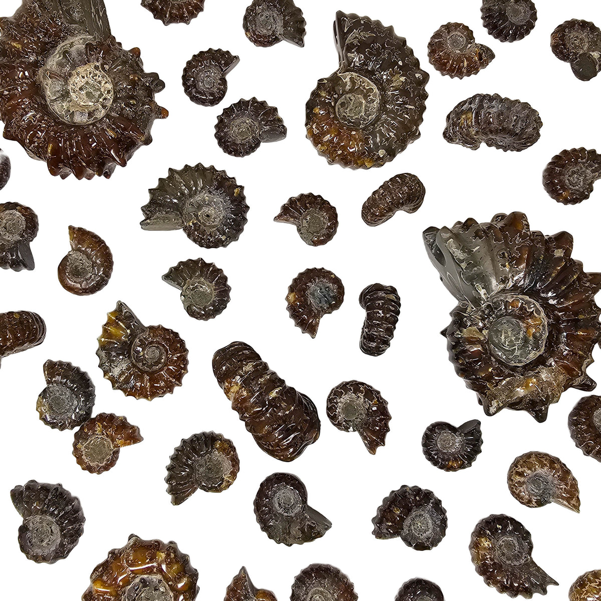 Douvilleiceras - Ammonite - Cut Face - Polished - Madagascar