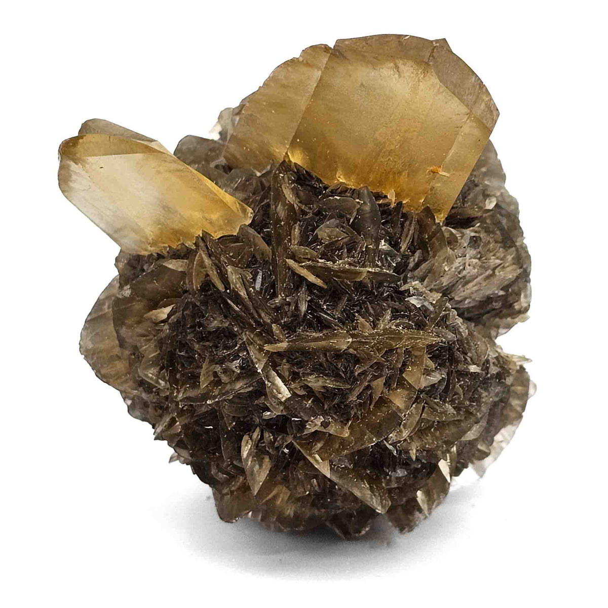 Golden Duck Bill Selenite specimen, a variety of gypsum, from Red River Floodway, Winnipeg, Manitoba, Canada.
