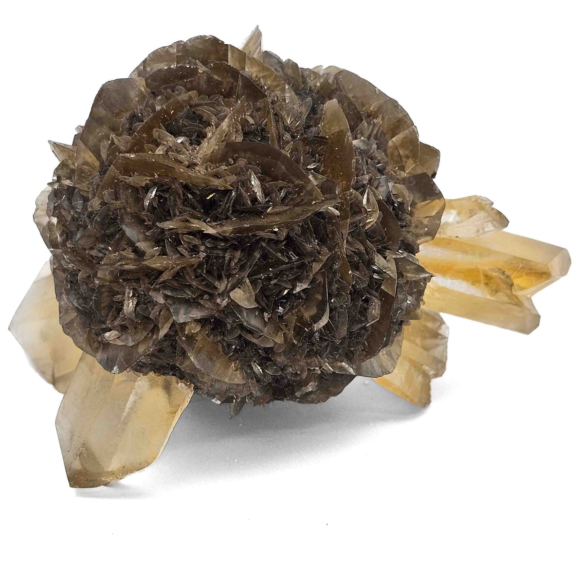 Golden Duck Bill Selenite specimen, a variety of gypsum, from Red River Floodway, Winnipeg, Manitoba, Canada.