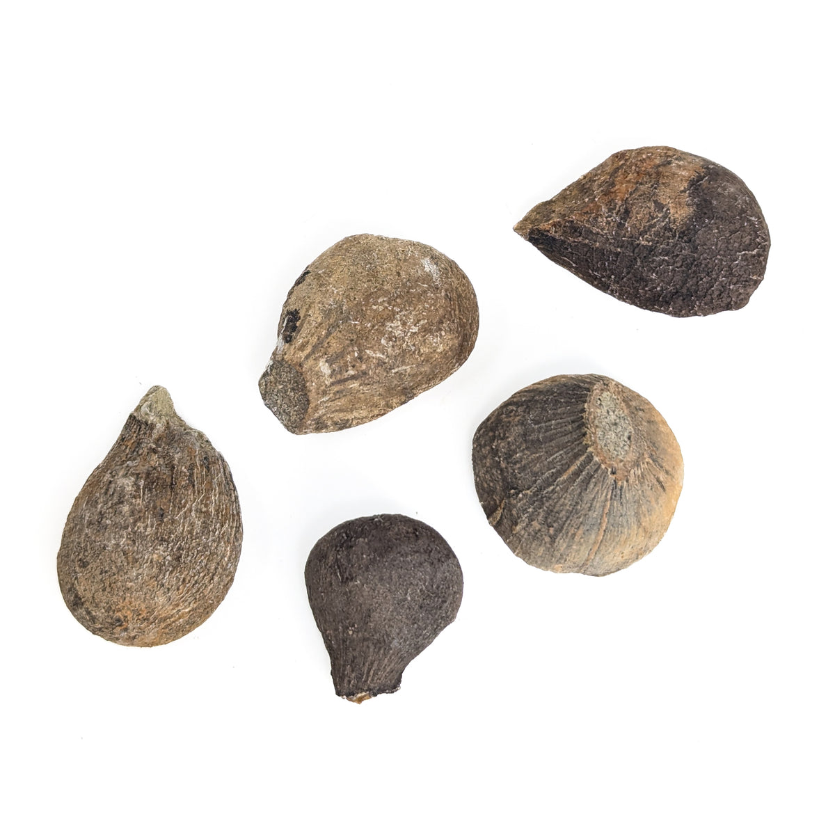 Fig fossil from Hell Creek, Montana, USA, Hell Creek Formation, Late Maastrichtian.