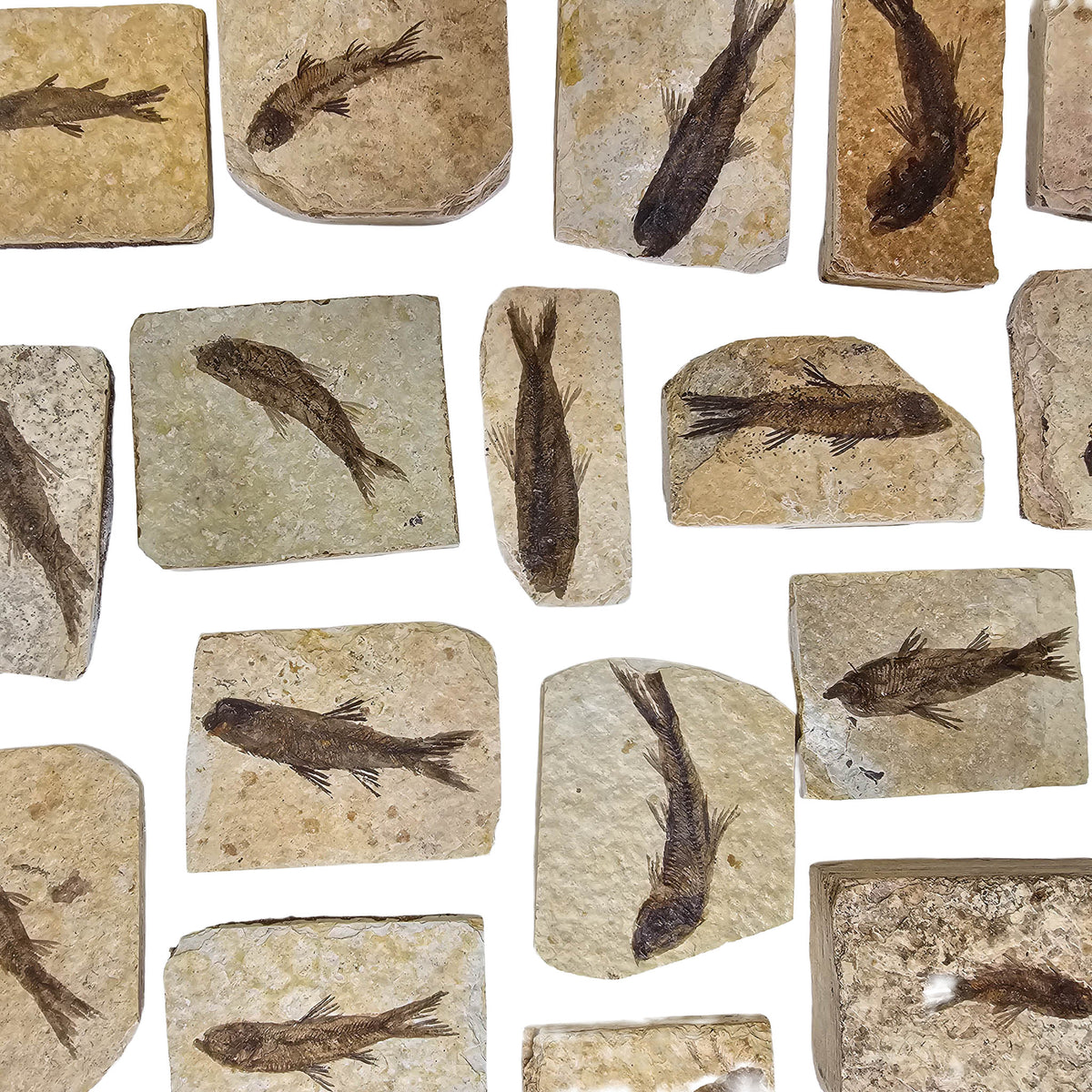 Fish - Knightia Eocaena - Fossil - Wyoming, U.S.A.