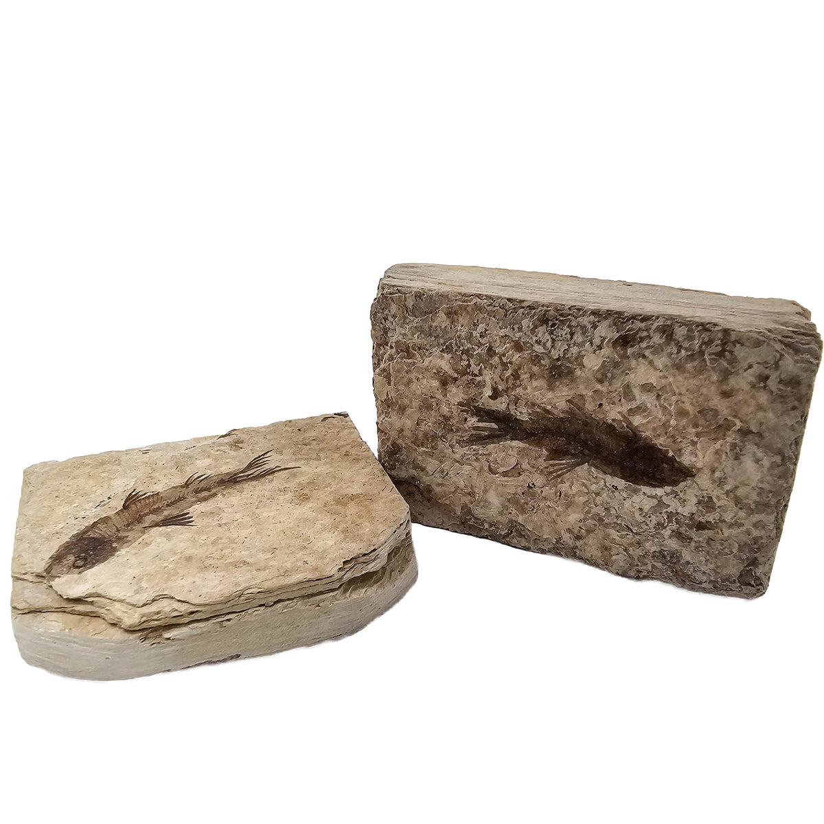 Fish - Knightia Eocaena - Fossil - Wyoming, U.S.A.