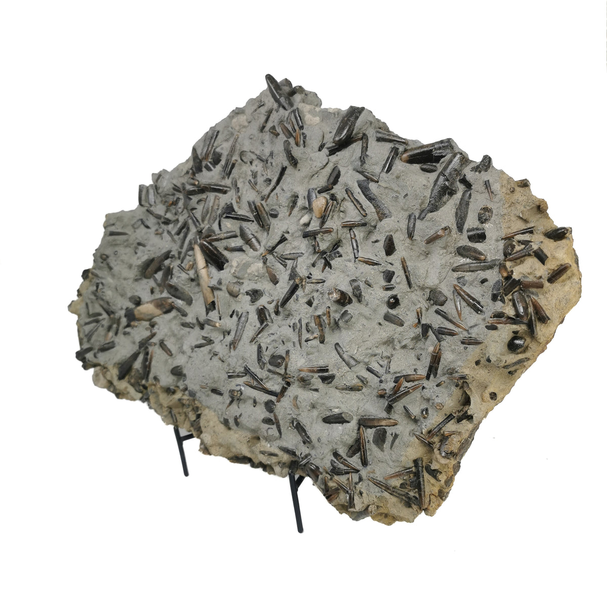 Belemnite Plate fossil specimen from Mistelgau, Germany.
