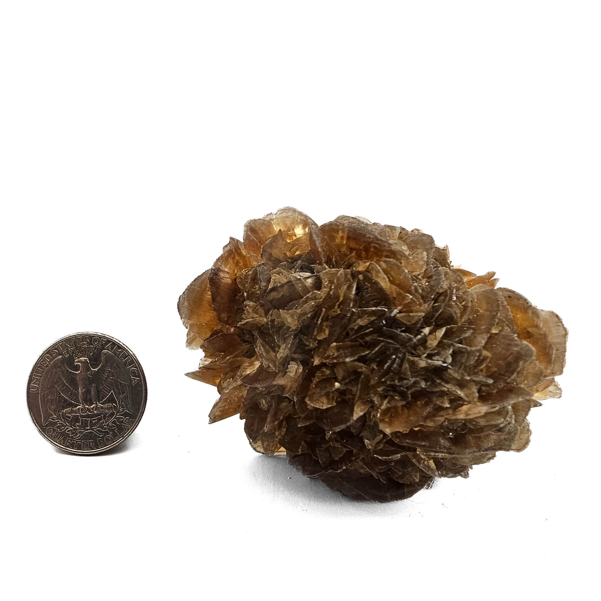 Golden Duck Bill Selenite specimen, a variety of gypsum, from Red River Floodway, Winnipeg, Manitoba, Canada.