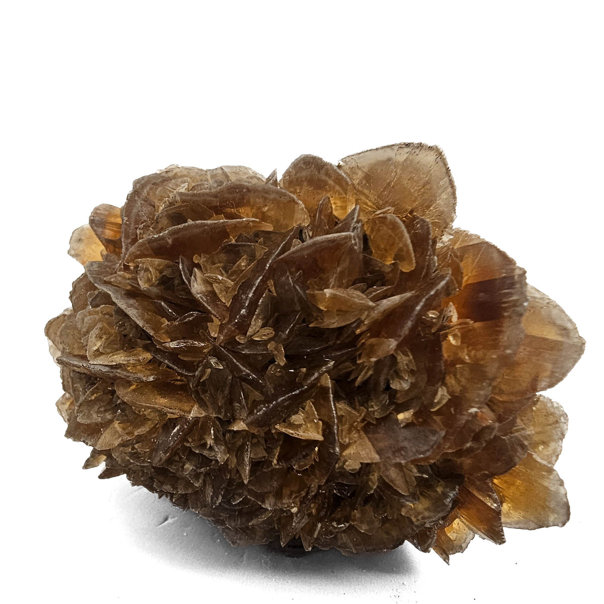 Golden Duck Bill Selenite specimen, a variety of gypsum, from Red River Floodway, Winnipeg, Manitoba, Canada.