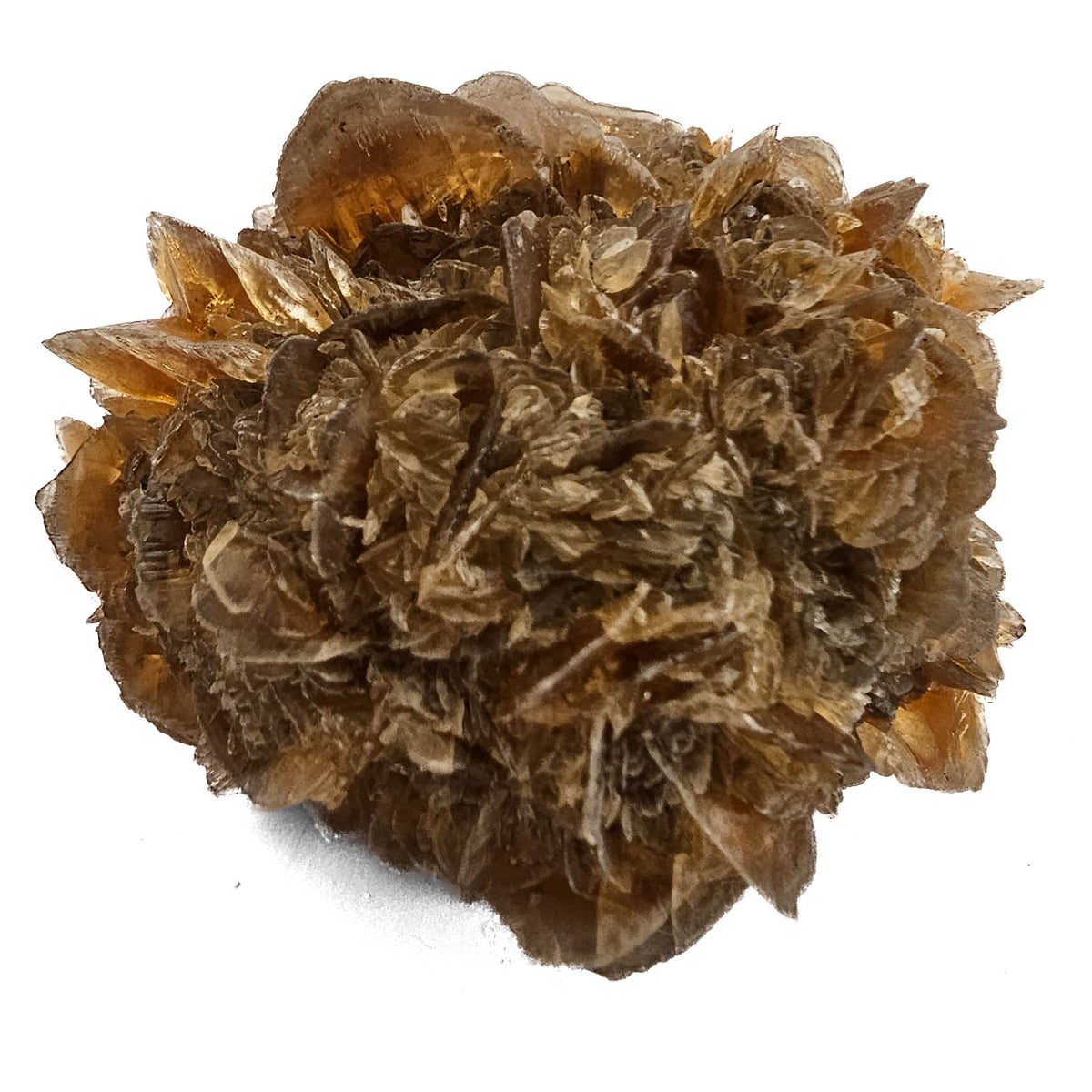 Golden Duck Bill Selenite specimen, a variety of gypsum, from Red River Floodway, Winnipeg, Manitoba, Canada.