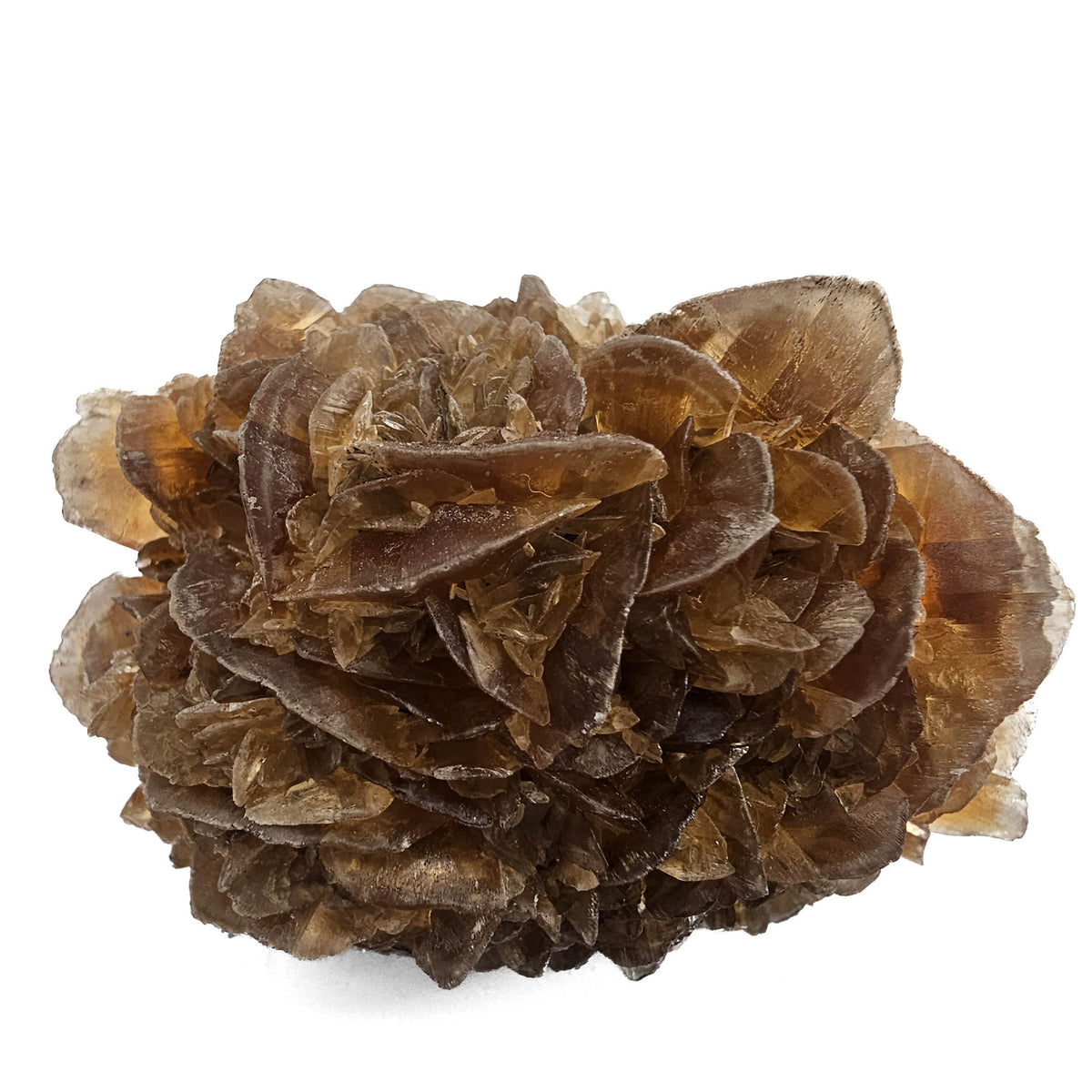 Golden Duck Bill Selenite specimen, a variety of gypsum, from Red River Floodway, Winnipeg, Manitoba, Canada.