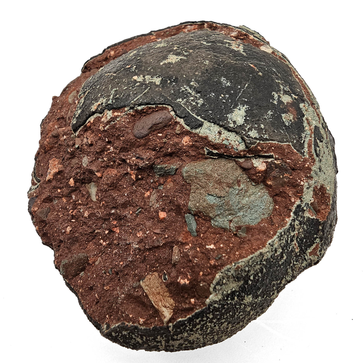 Hadrosaur Egg fossil specimen from Ganzhou Basin, Jiangxi Province, China.