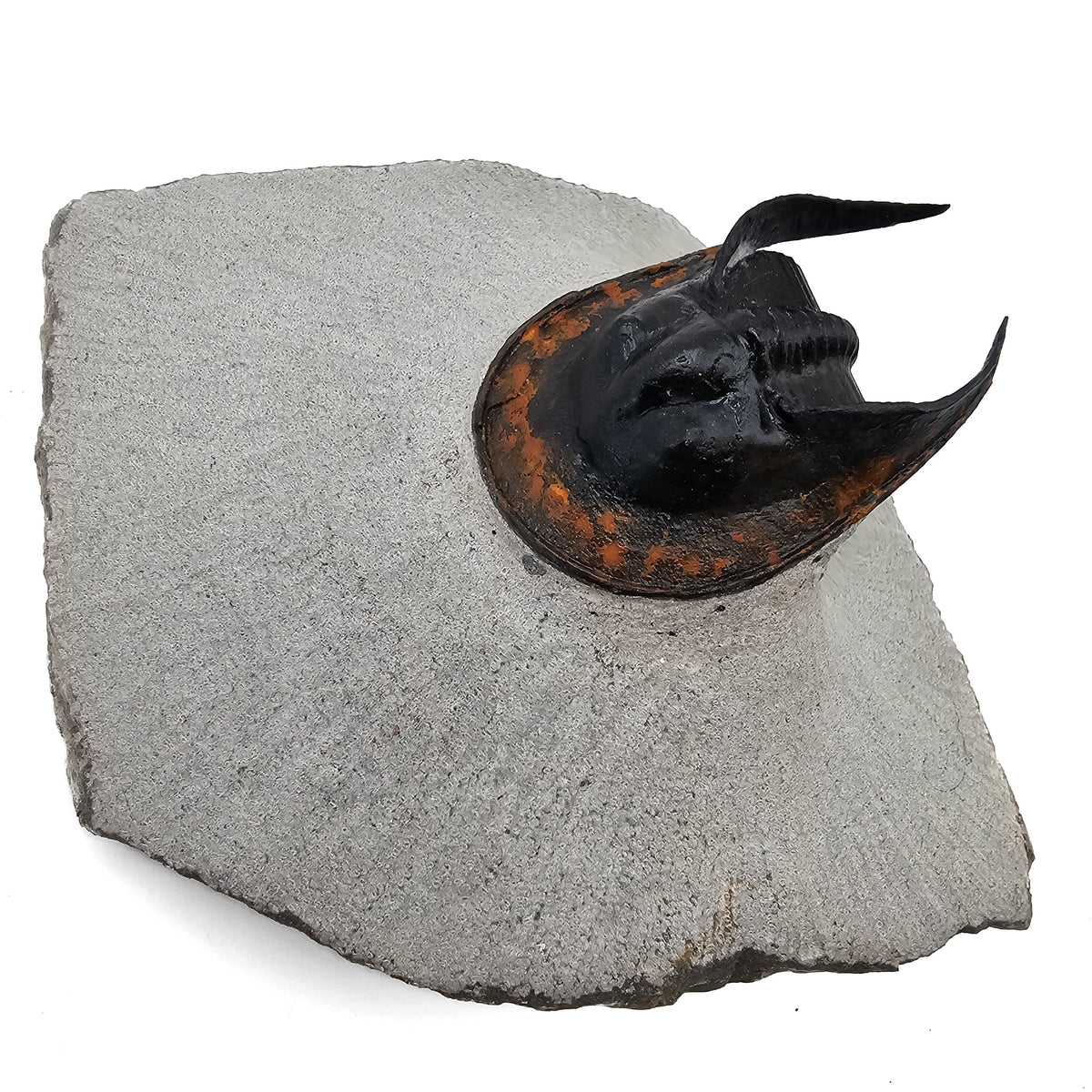 Harpes Trilobite fossil specimen from Lower Devonian fossil beds, Anti-Atlas region, Morocco.