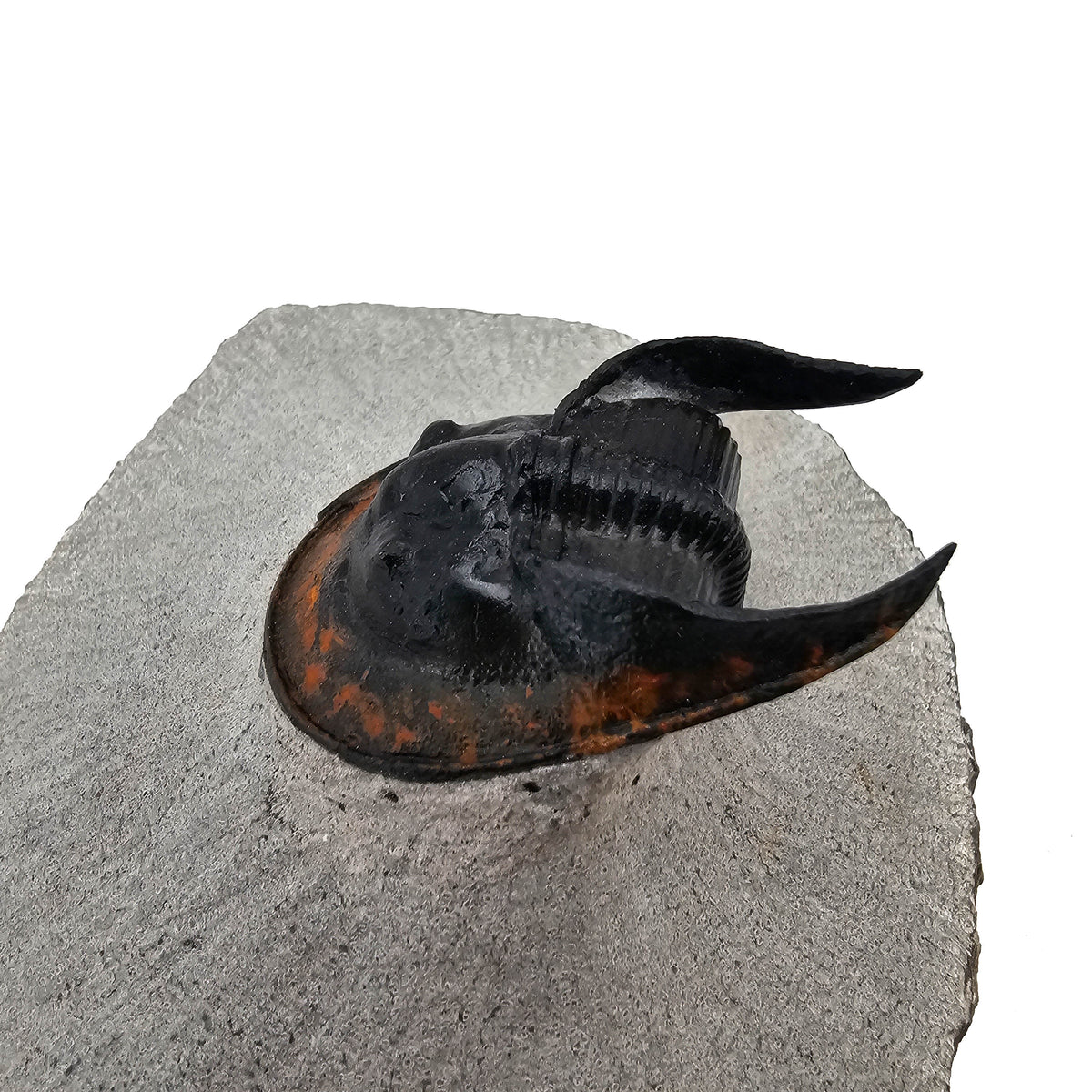 Harpes Trilobite fossil specimen from Lower Devonian fossil beds, Anti-Atlas region, Morocco.
