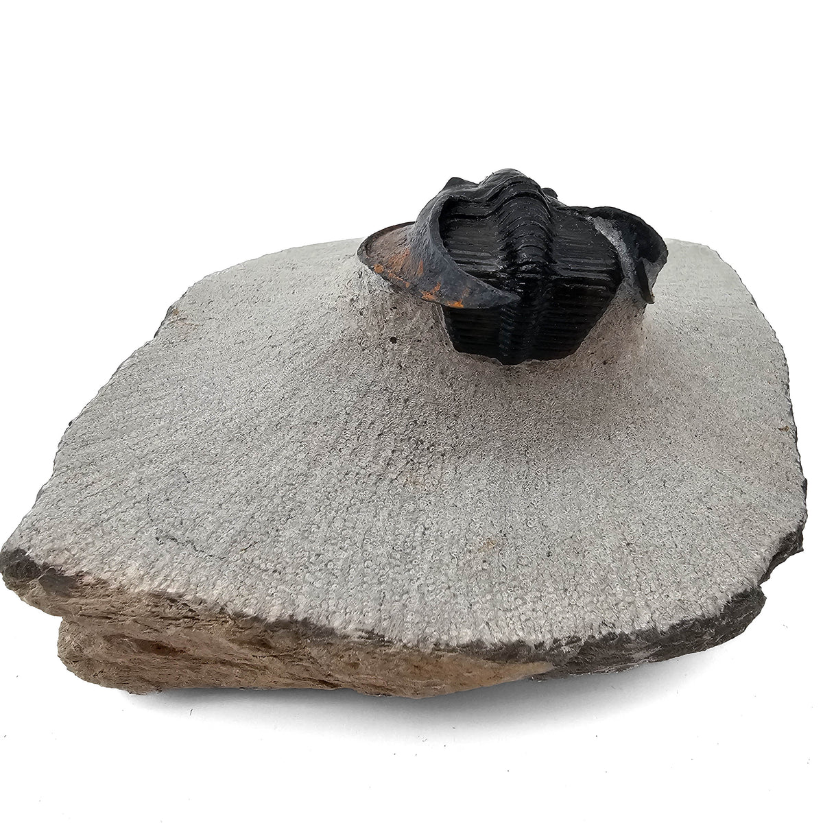 Harpes Trilobite fossil specimen from Lower Devonian fossil beds, Anti-Atlas region, Morocco.