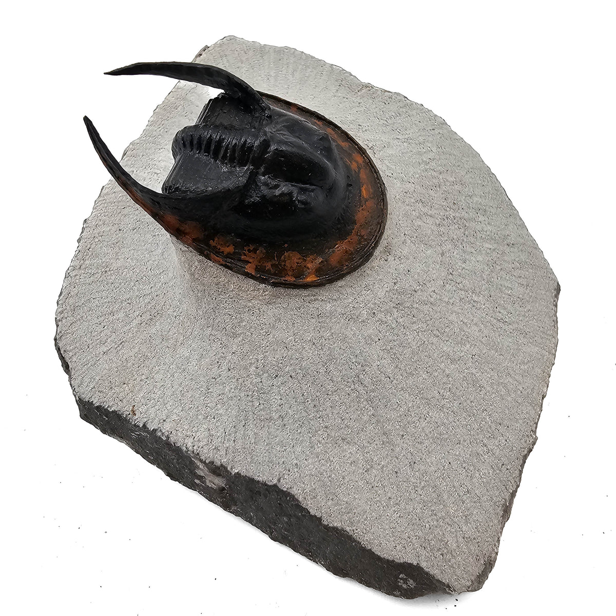Harpes Trilobite fossil specimen from Lower Devonian fossil beds, Anti-Atlas region, Morocco.