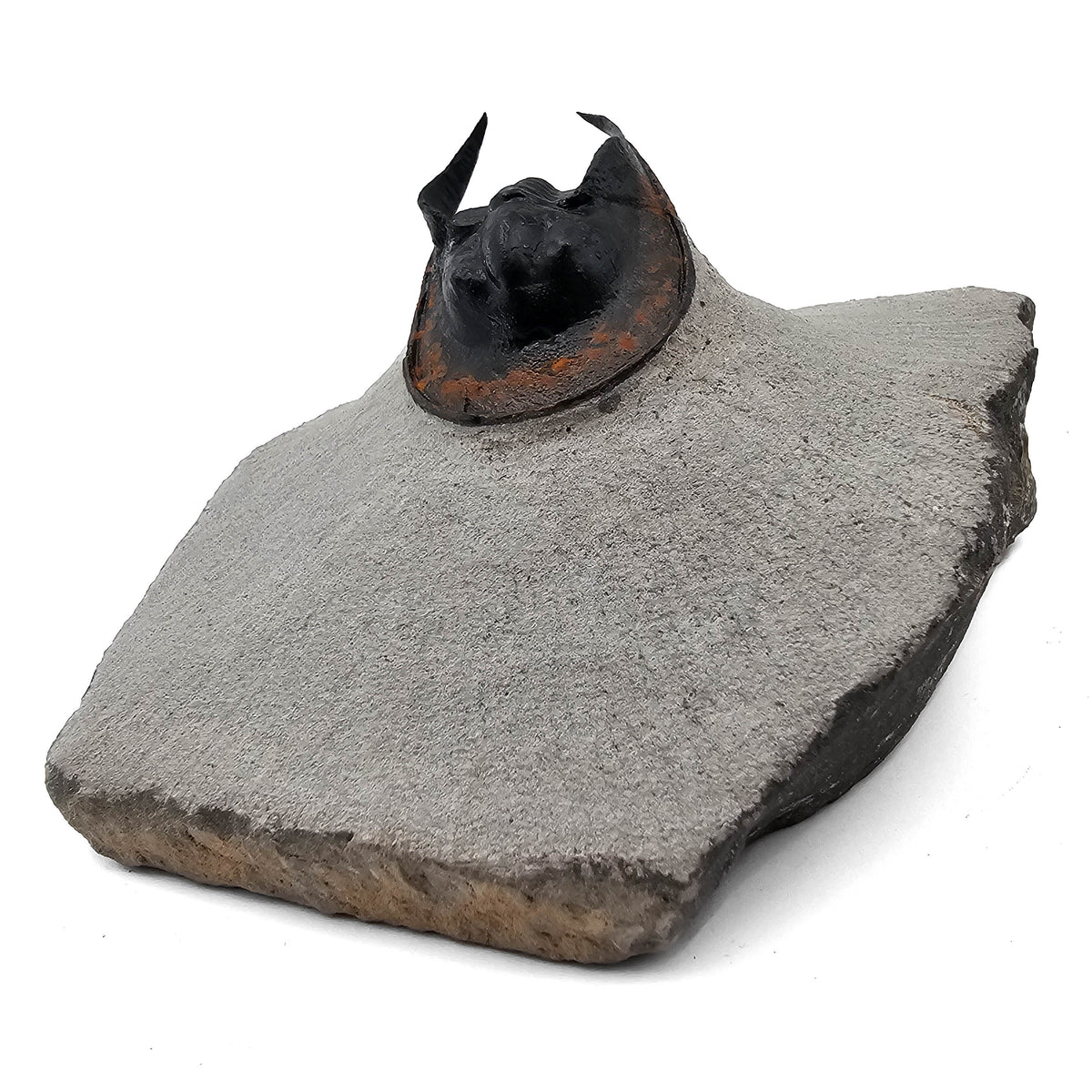 Harpes Trilobite fossil specimen from Lower Devonian fossil beds, Anti-Atlas region, Morocco.