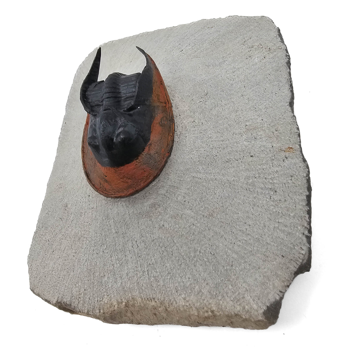 Harpes Trilobite fossil specimen from Lower Devonian fossil beds, Anti-Atlas region, Morocco.
