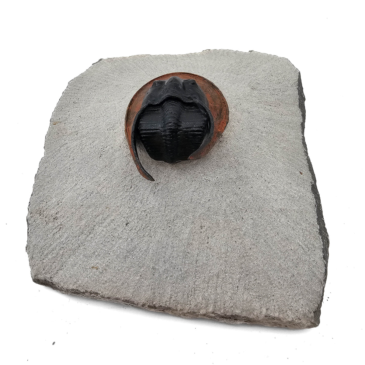 Harpes Trilobite fossil specimen from Lower Devonian fossil beds, Anti-Atlas region, Morocco.