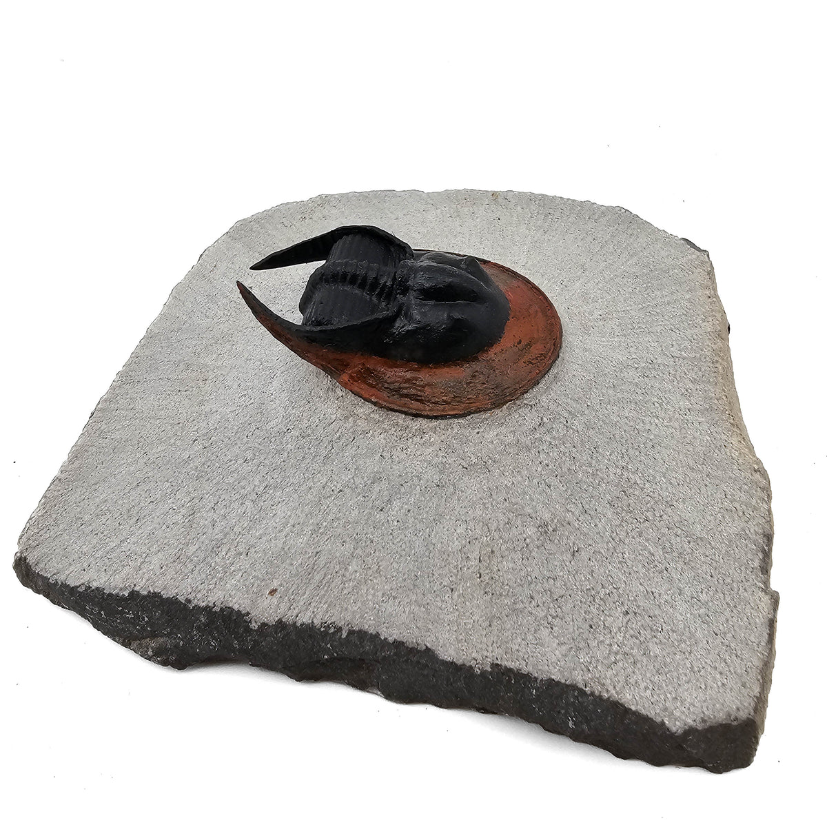 Harpes Trilobite fossil specimen from Lower Devonian fossil beds, Anti-Atlas region, Morocco.