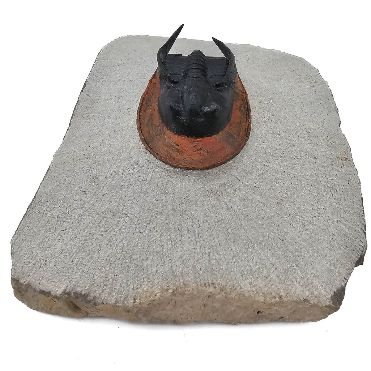 Harpes Trilobite fossil specimen from Lower Devonian fossil beds, Anti-Atlas region, Morocco.