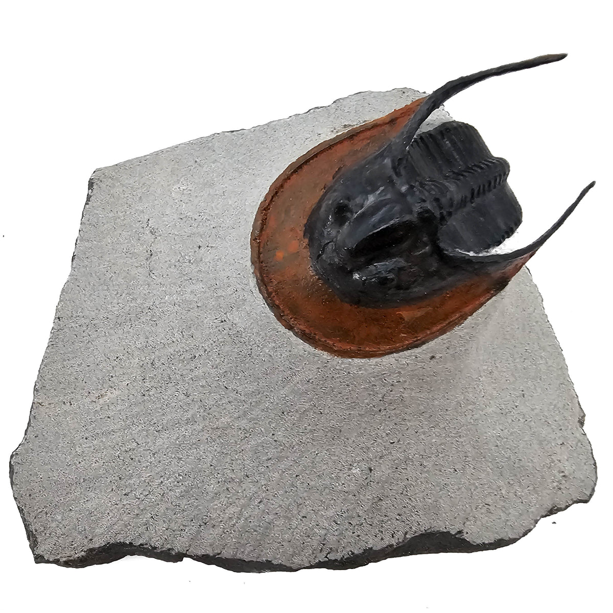 Harpes Trilobite fossil specimen from Lower Devonian fossil beds, Anti-Atlas region, Morocco.