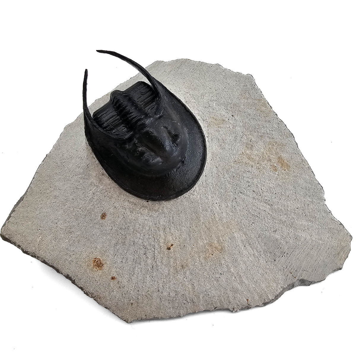 Harpes Trilobite fossil specimen from Lower Devonian fossil beds, Anti-Atlas region, Morocco.