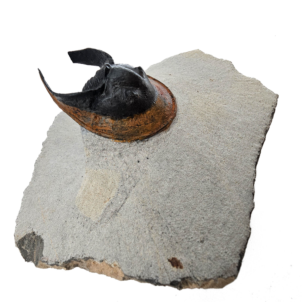 Harpes Trilobite fossil specimen from Lower Devonian fossil beds, Anti-Atlas region, Morocco.