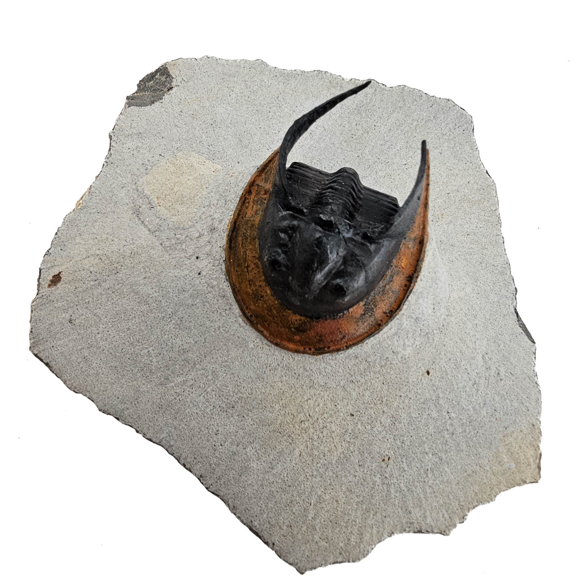 Harpes Trilobite fossil specimen from Lower Devonian fossil beds, Anti-Atlas region, Morocco.