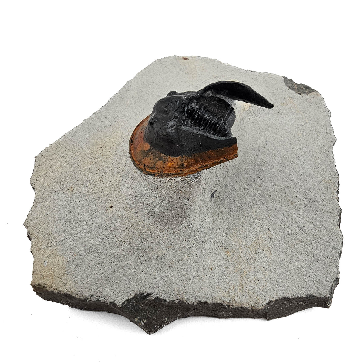 Harpes Trilobite fossil specimen from Lower Devonian fossil beds, Anti-Atlas region, Morocco.